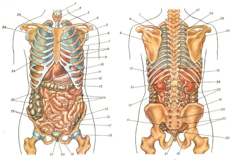 Körperstruktur und Schmerzen unter dem linken Schulterblatt